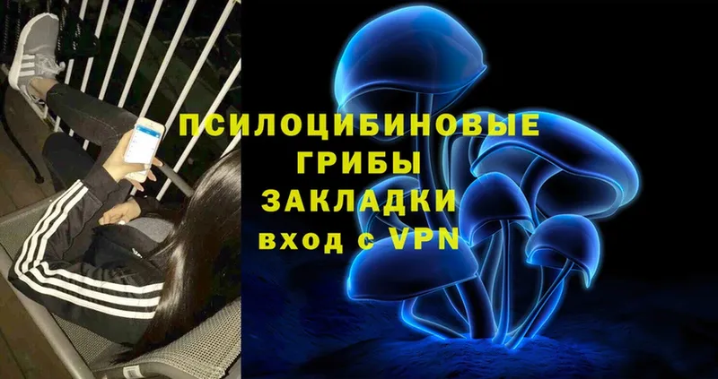 Галлюциногенные грибы Psilocybe  купить наркотик  Новошахтинск 